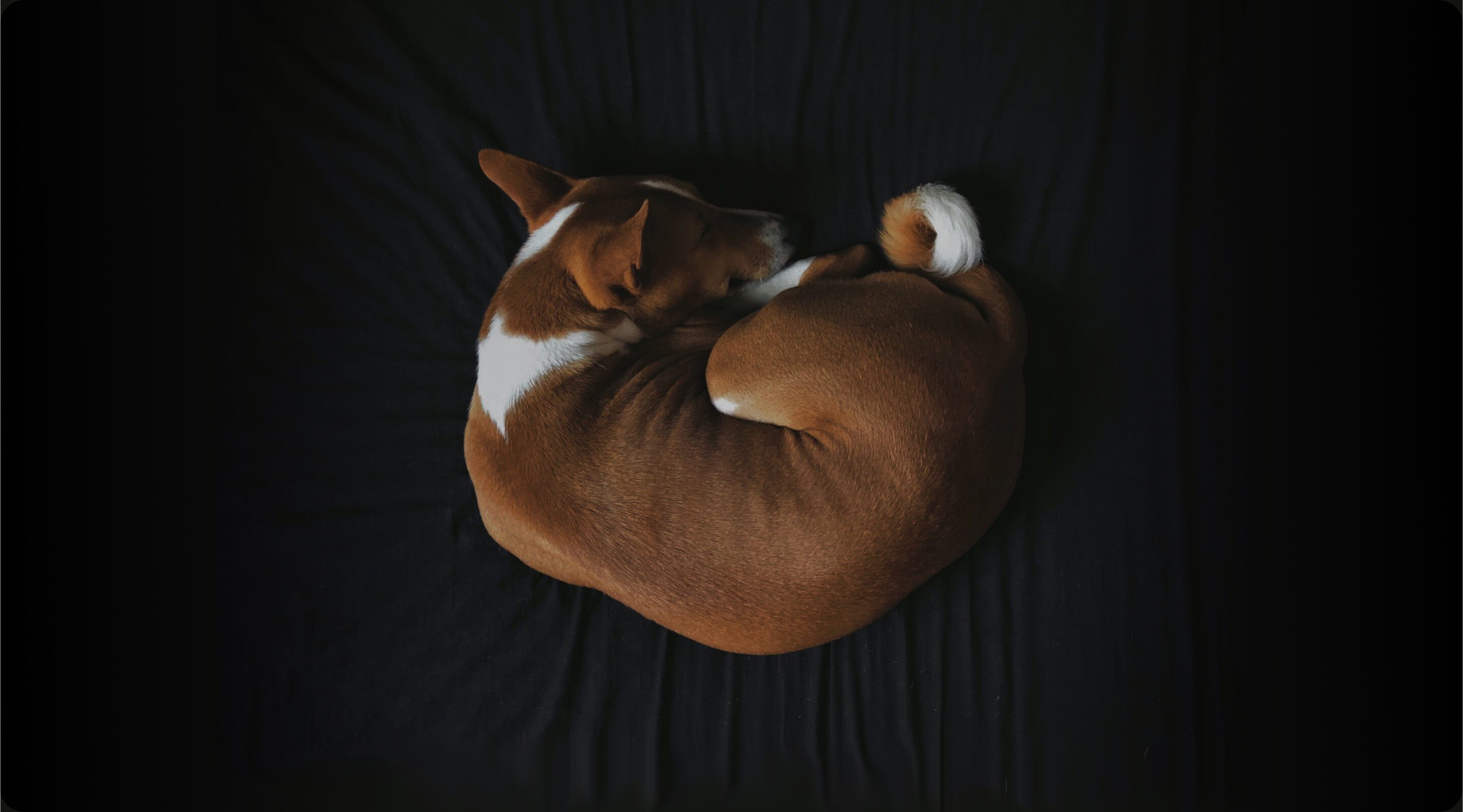A dog sleeping