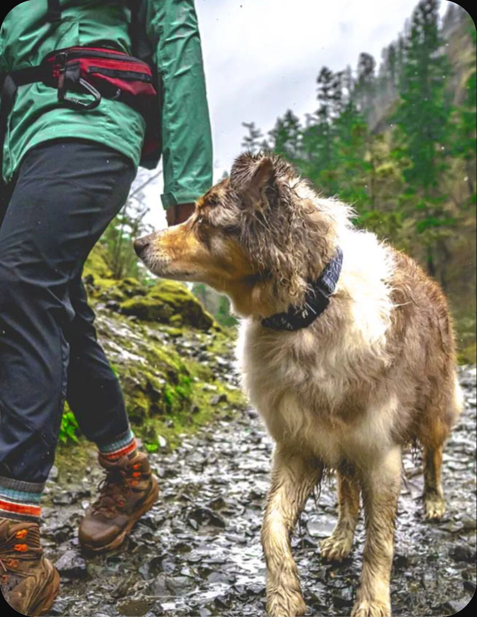 A dog's fitness improving over time