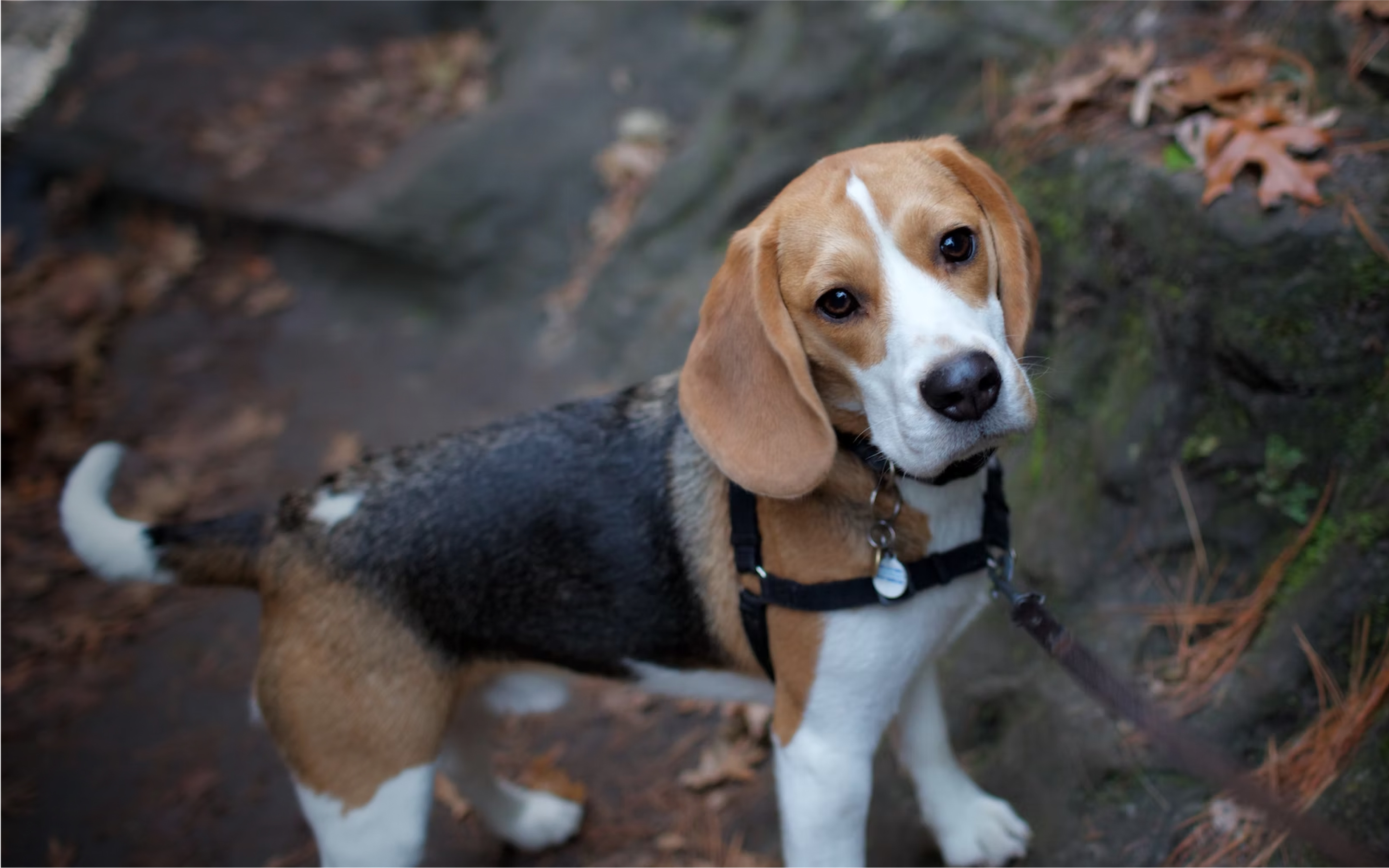 A Beagle wearing a Fi collar
