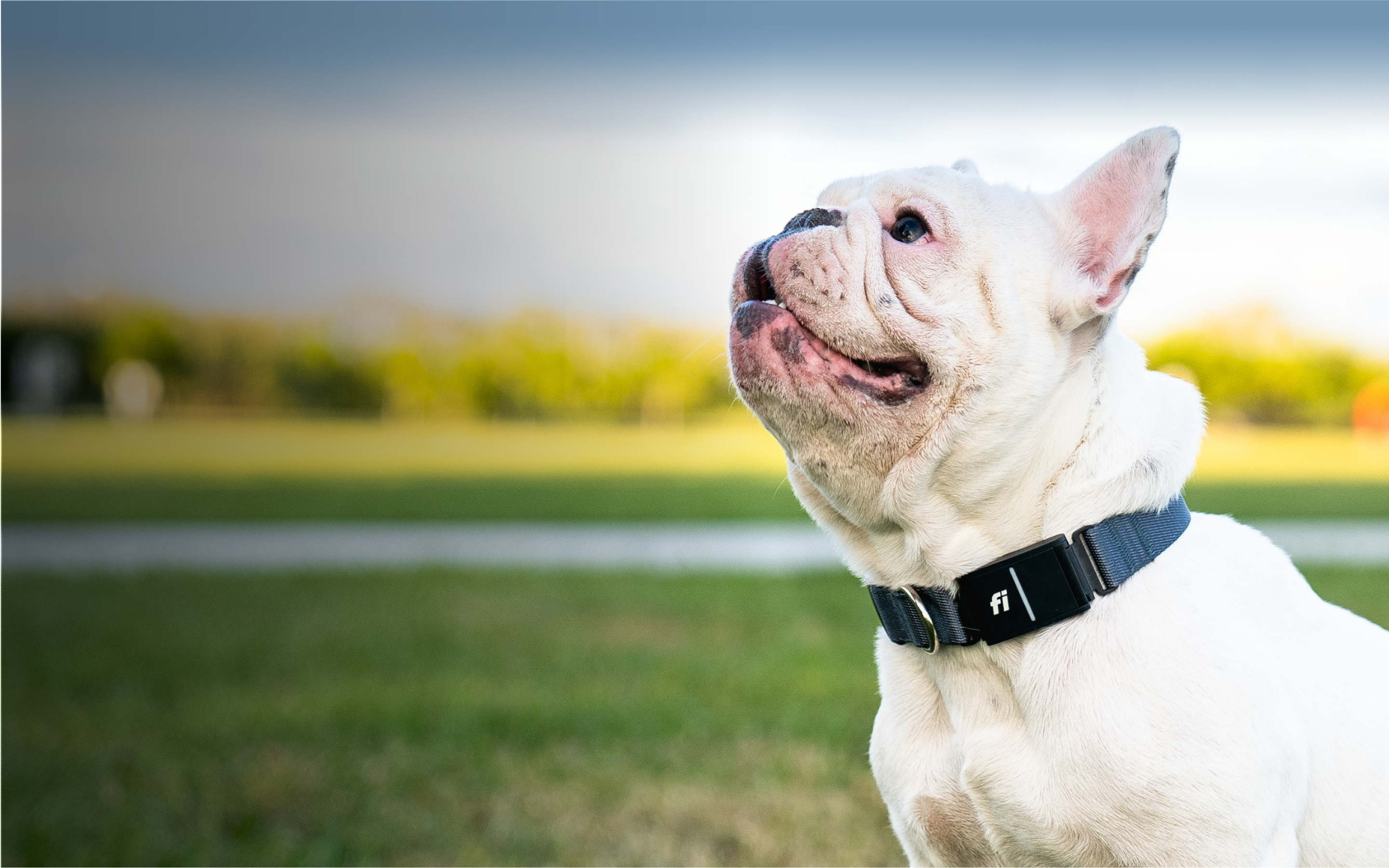 A French Bulldog wearing a Fi collar