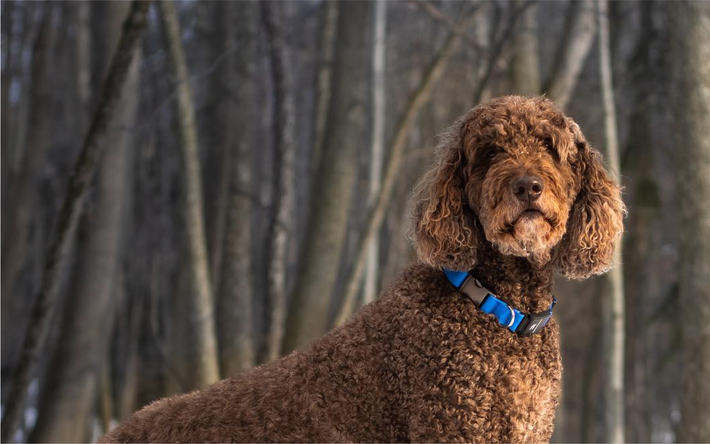 A Poodle wearing a Fi collar