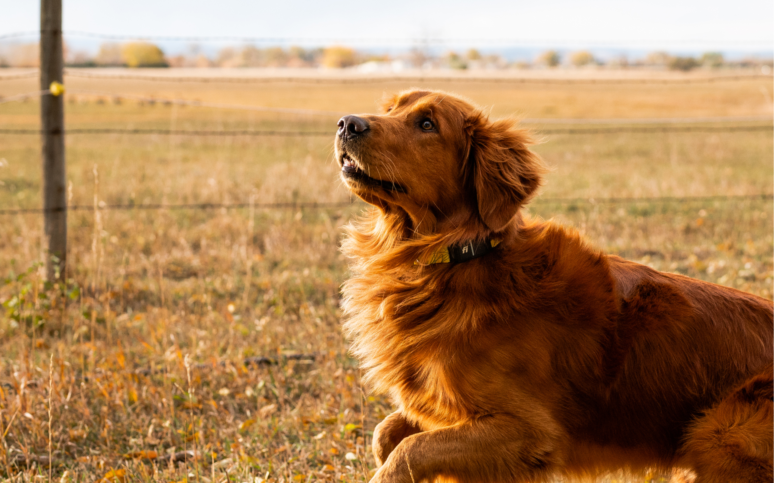 A happy and healthy Golden Retriever