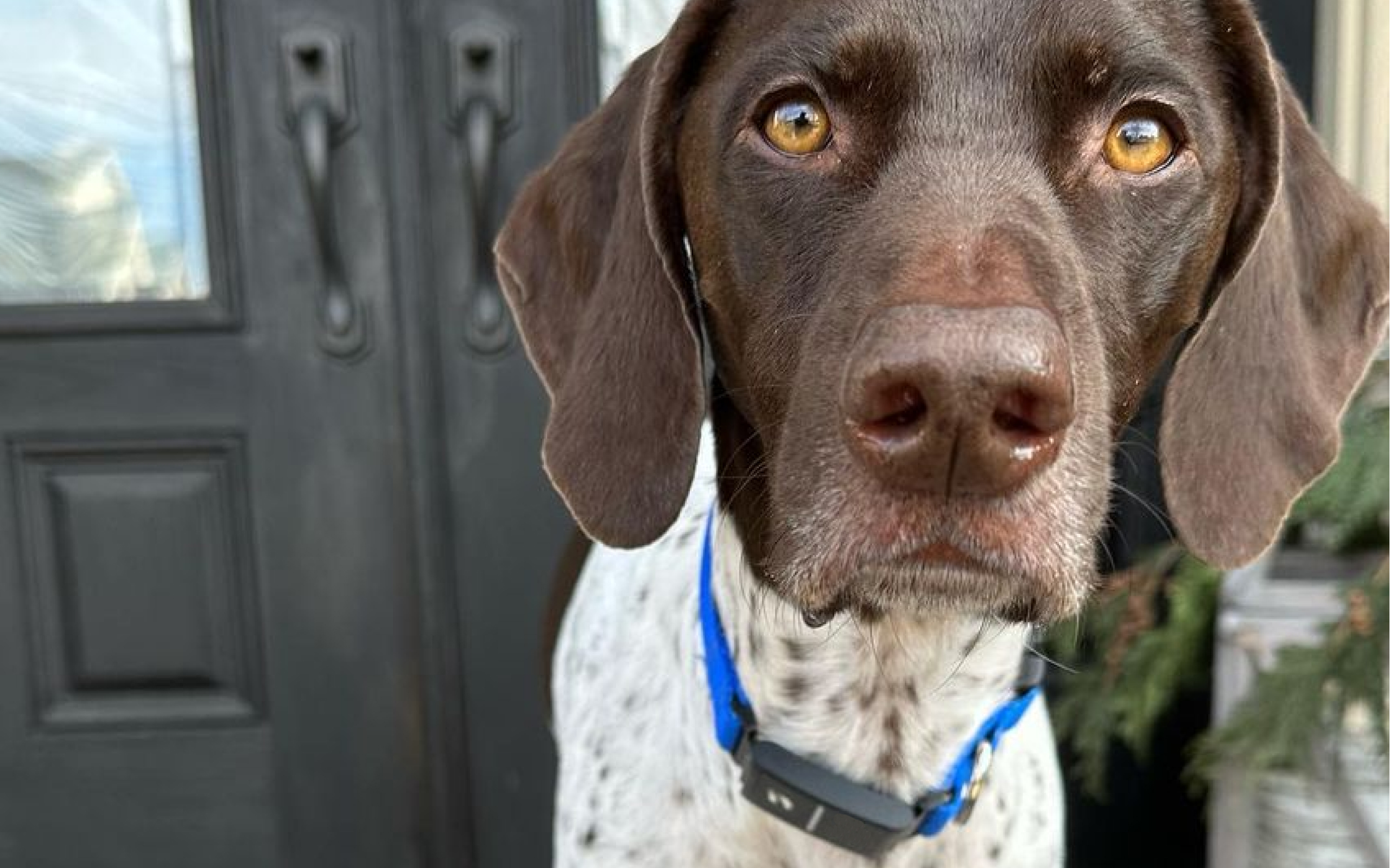 A happy and healthy Pointer