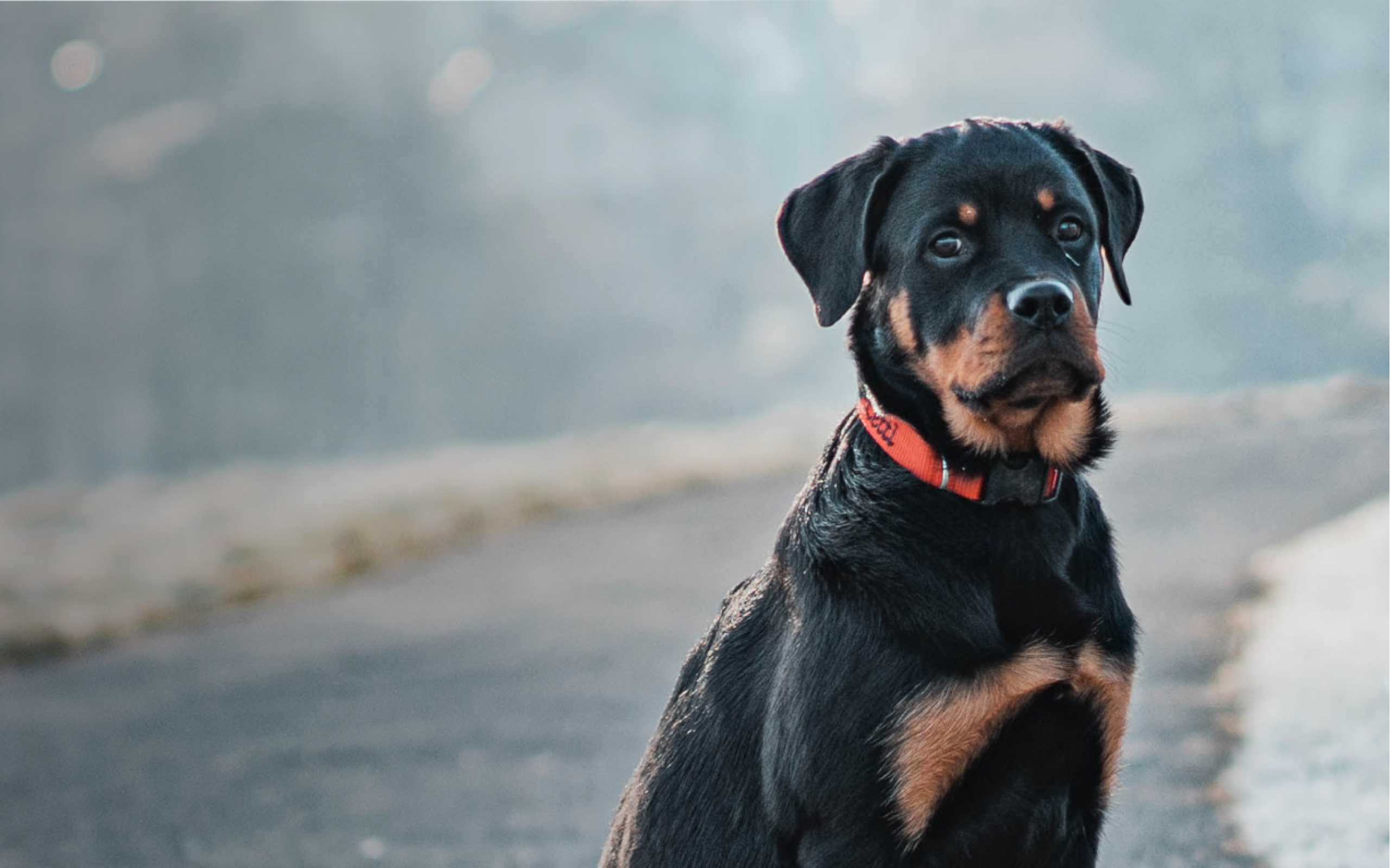 A happy and healthy Rottweiler