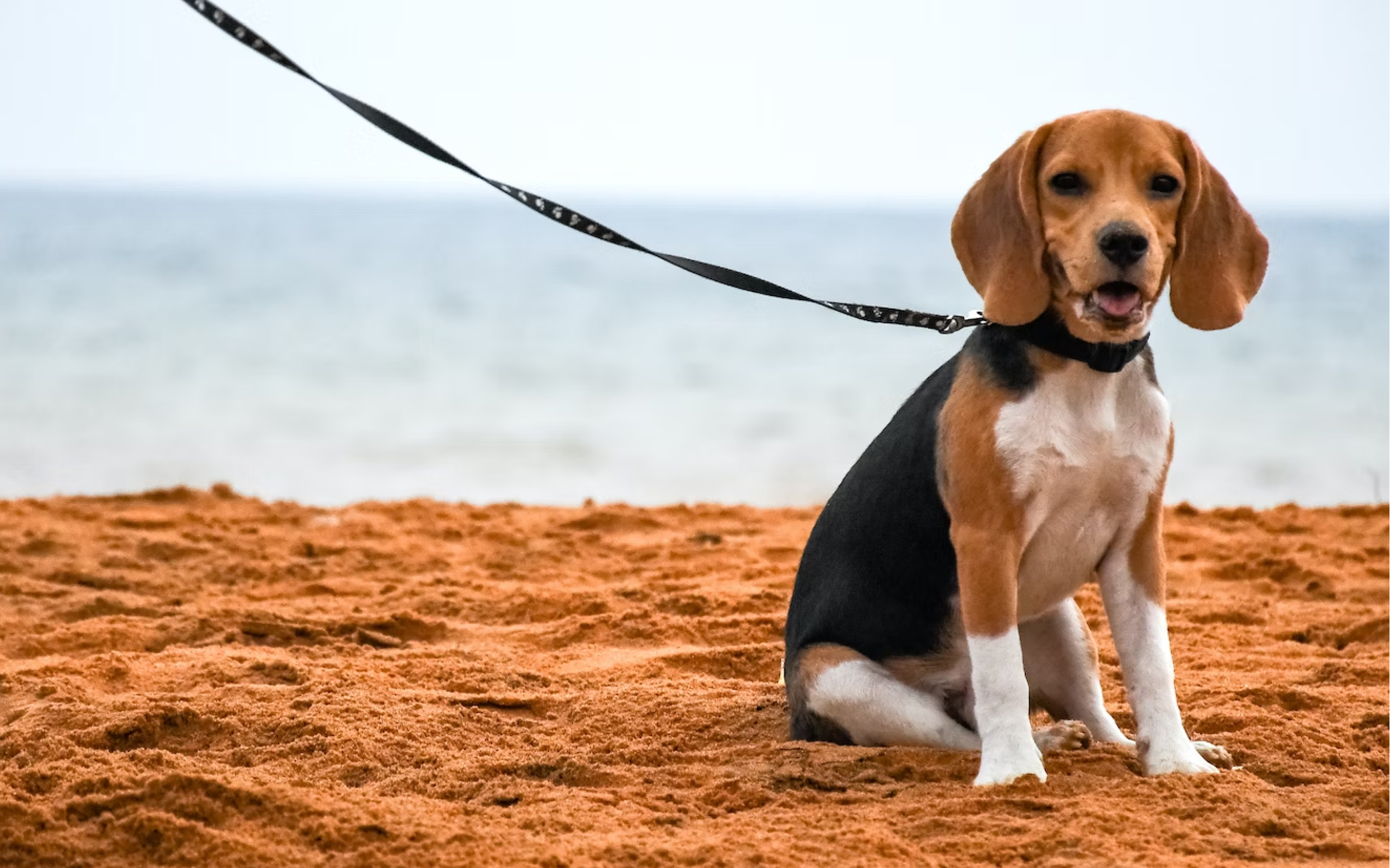 A Beagle playing in the water