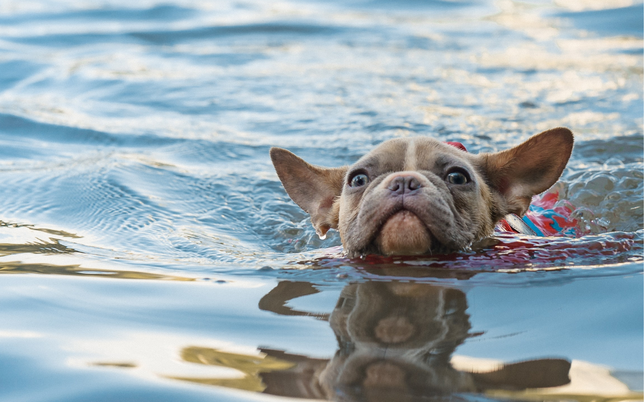 A Bulldog playing in the water