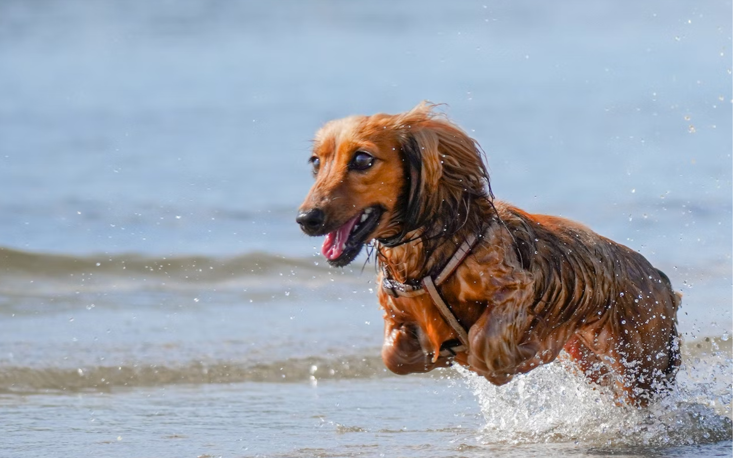 A Dachshund playing in the water