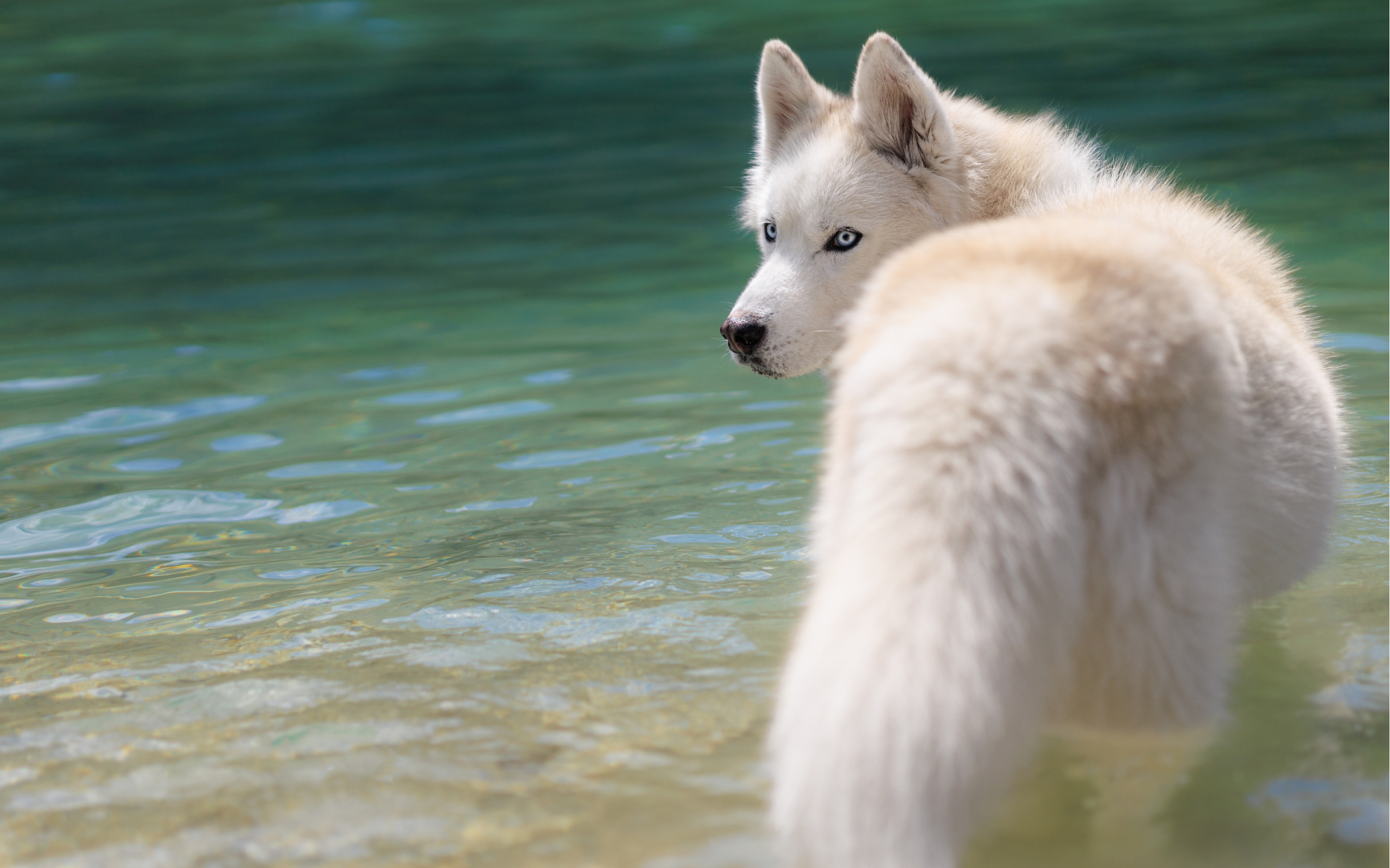 A Husky playing in the water