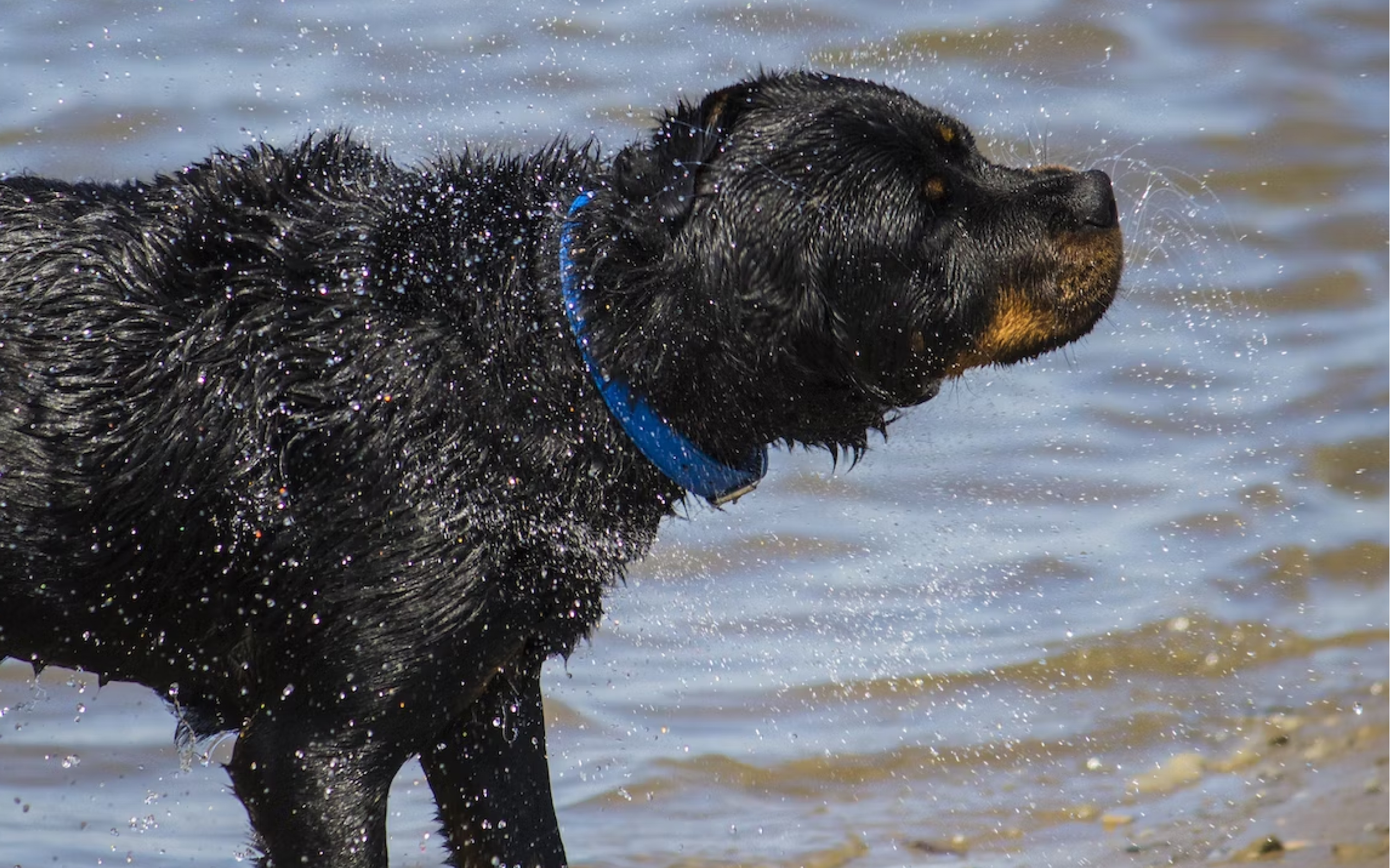 A Rottweiler playing in the water