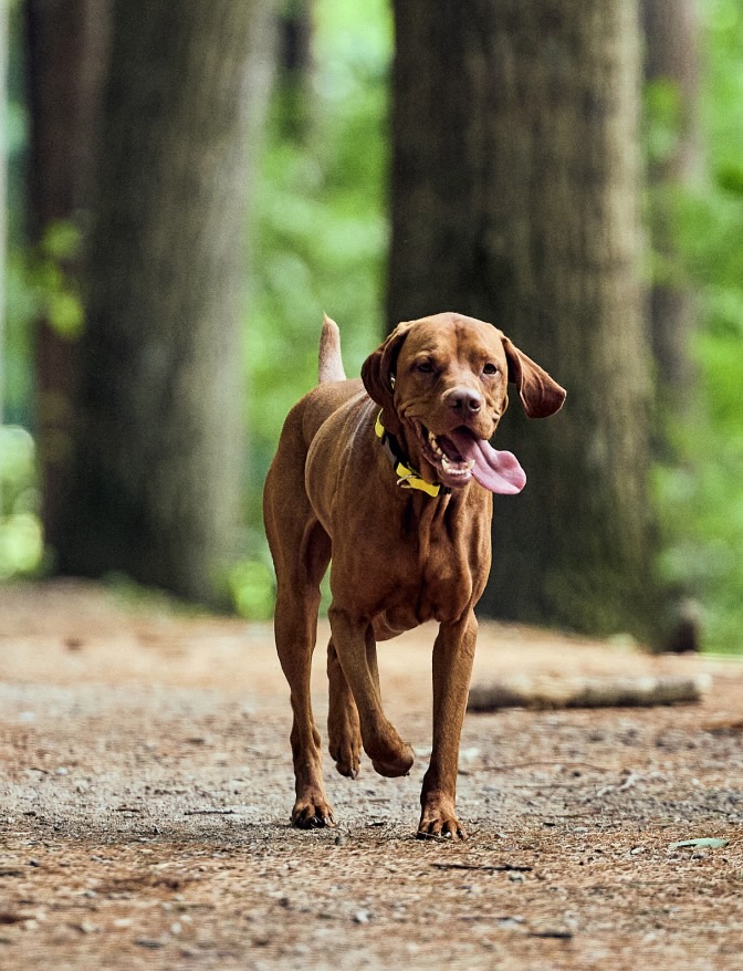 A dog's GPS location