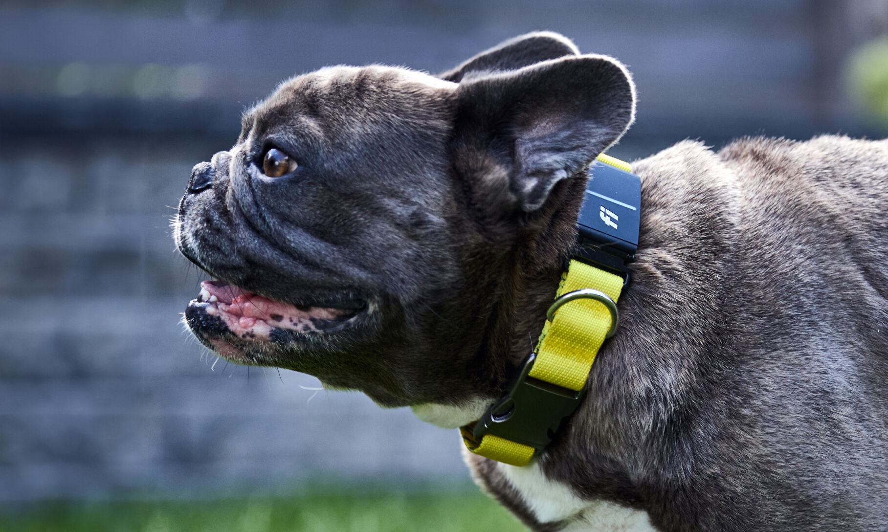 Fi gps dog collar best sale