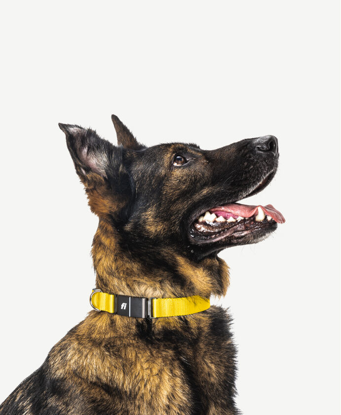 A dog looking up wearing a Fi collar