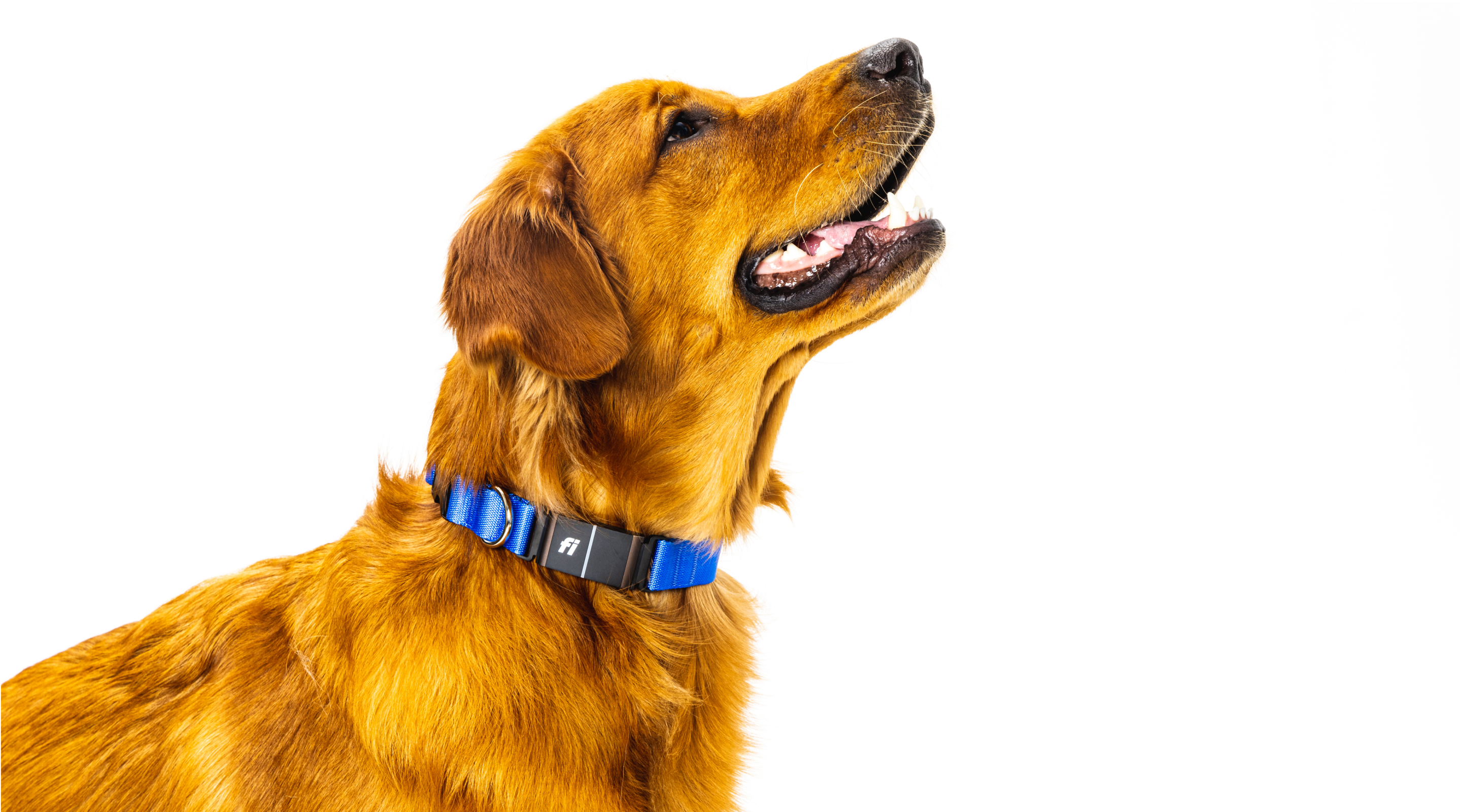 A dog looking up wearing a Fi collar