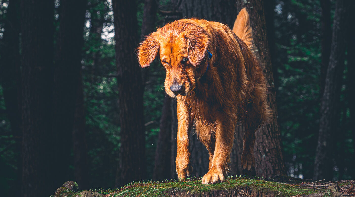 A wet dog in the forest