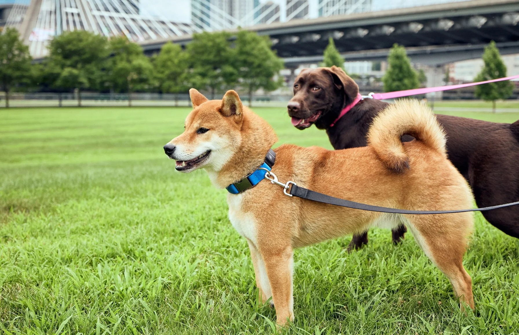 Two dogs of different size in a park