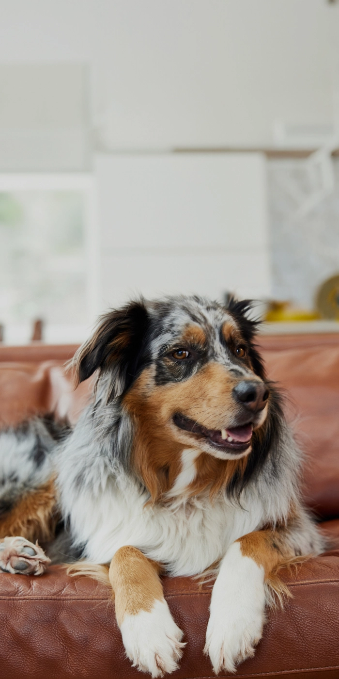 A dog benefitting from the supplement