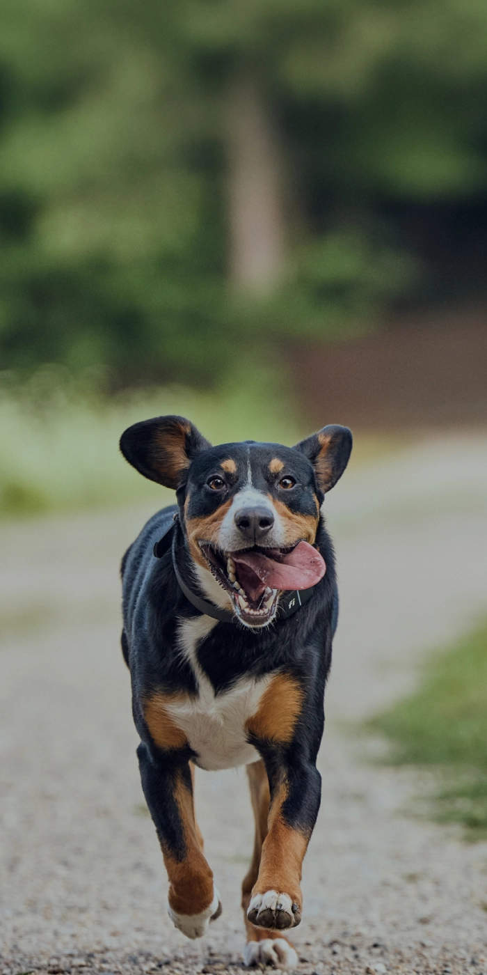 A dog benefitting from the supplement